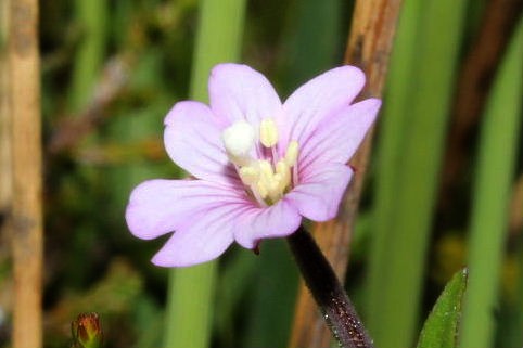 Epilobium palustre / Epilobio di palude